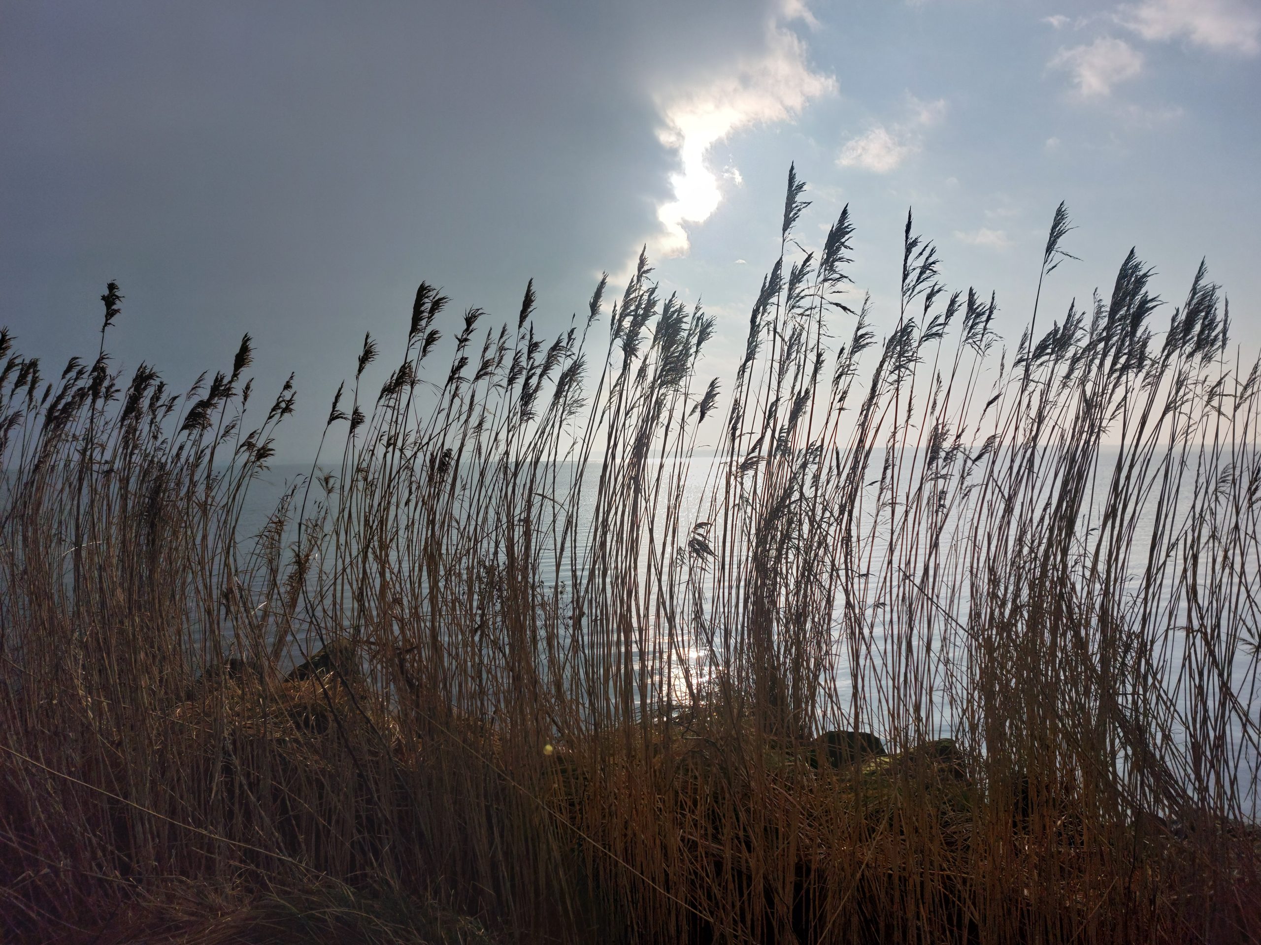 Natuurlijk sterven