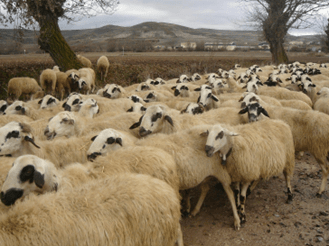 schapen